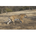 Gianpiero Ferrari: Bengal Tiger Patroling Territory