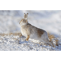 Gianpiero Ferrari: Mountain Hare in Habitat